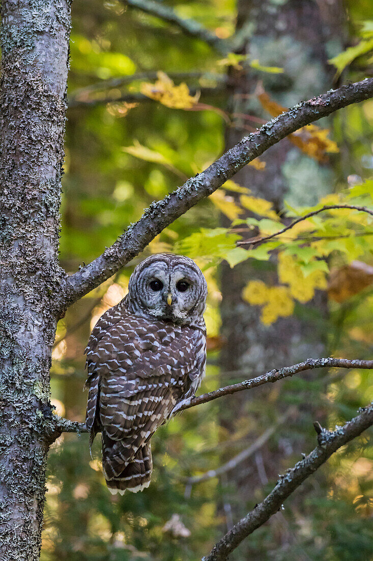 Barred Owl (Strix varia) in fall, Alger County, MI