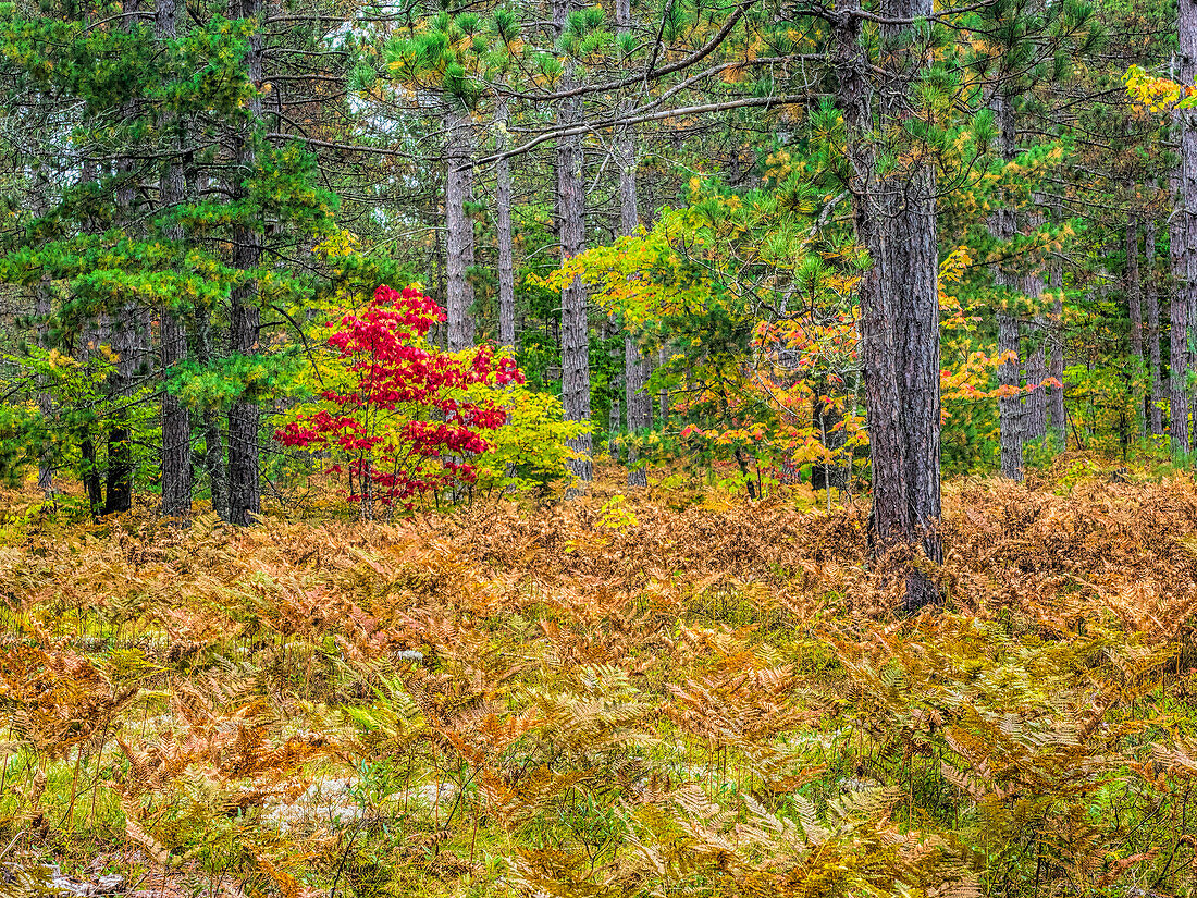 Herbstfarben im Hartholzwald der oberen Halbinsel