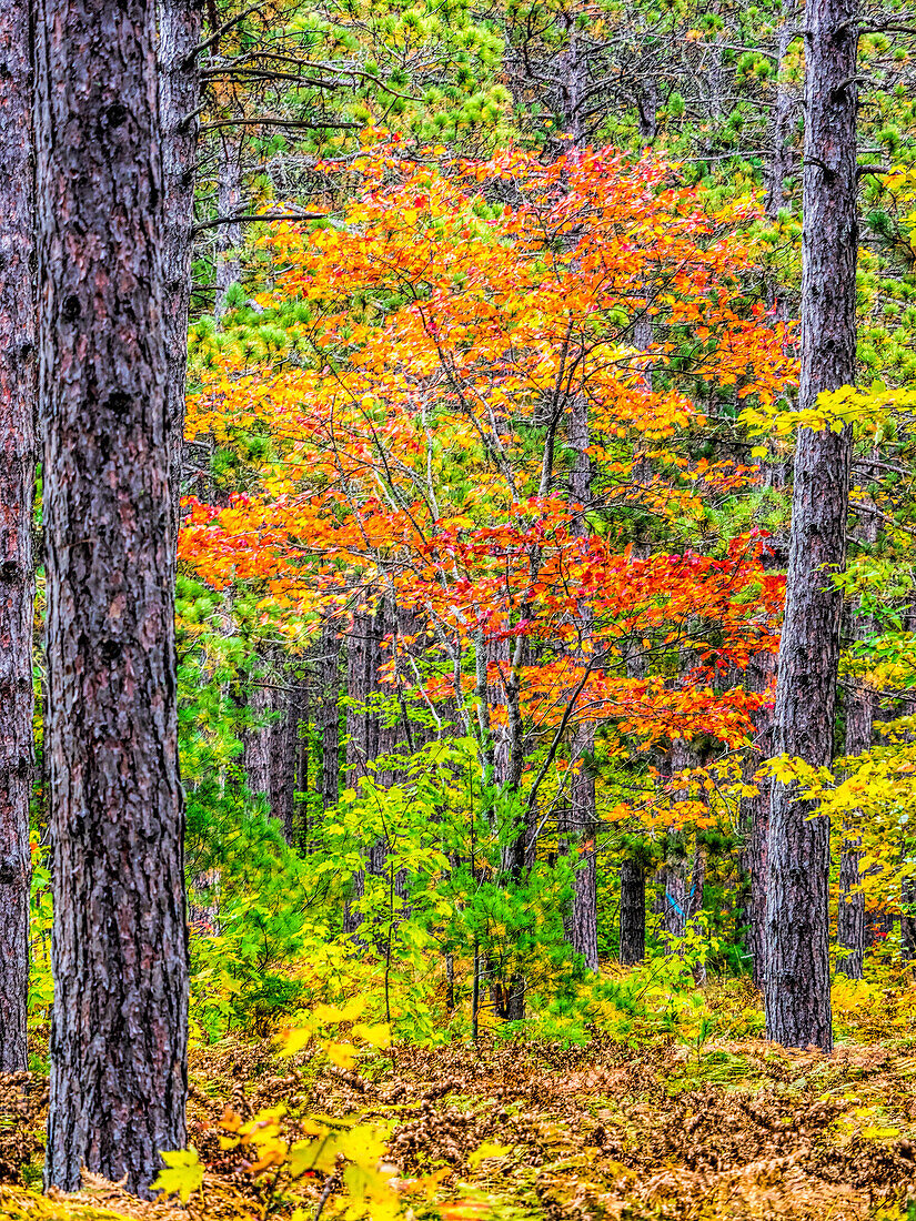 USA, Michigan. Herbstfarben im Hartholzwald der oberen Halbinsel