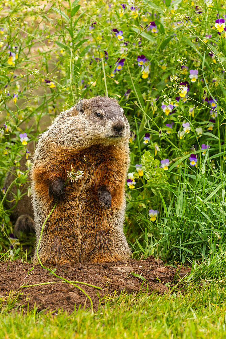 USA, Minnesota, Pine County. Adult woodchuck eating