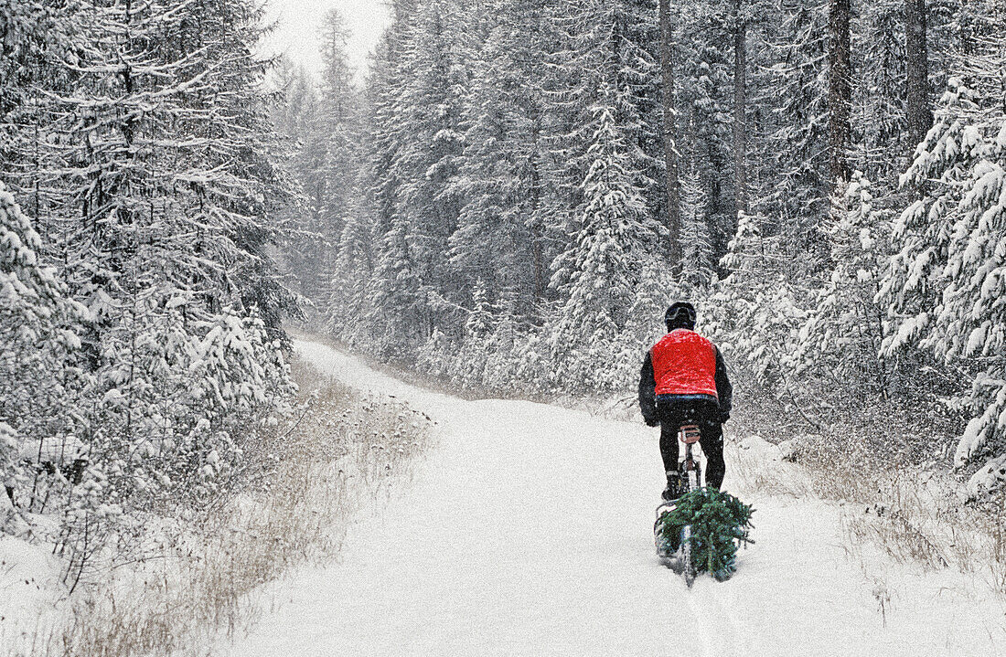 Mountainbiker bringt den Weihnachtsbaum der Familie in der Nähe von Whitefish Montana (MR) nach Hause