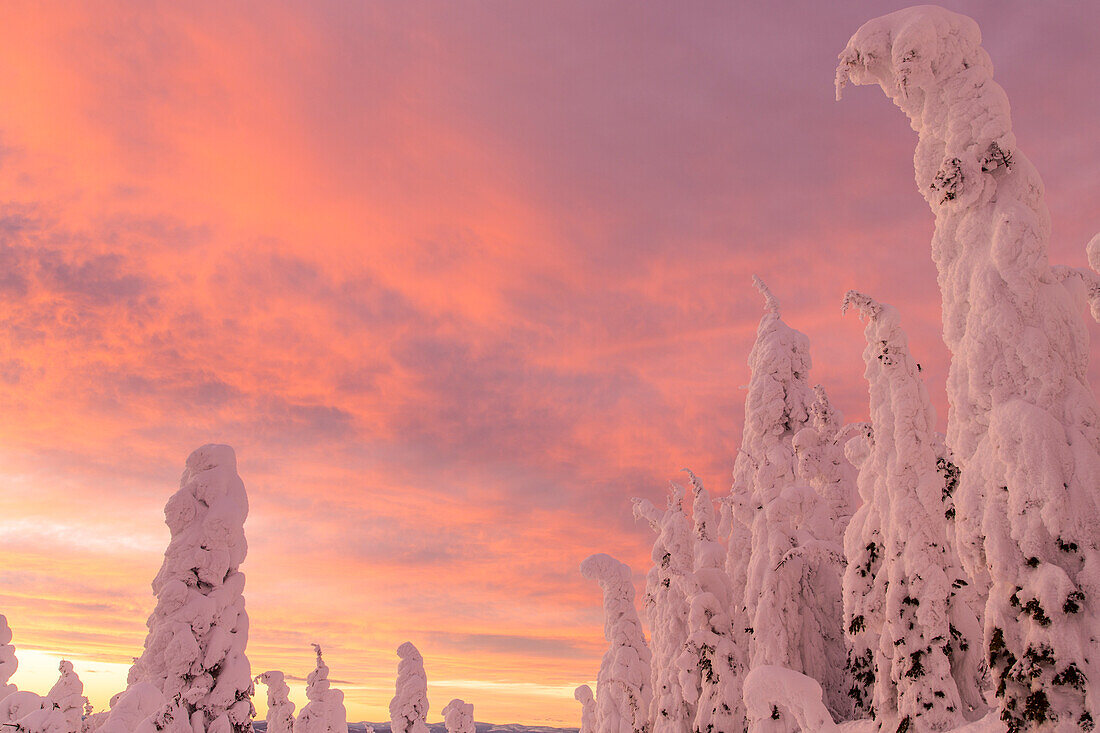 Schneegeister in der Whitefish Range in der Nähe von Whitefish, Montana, USA