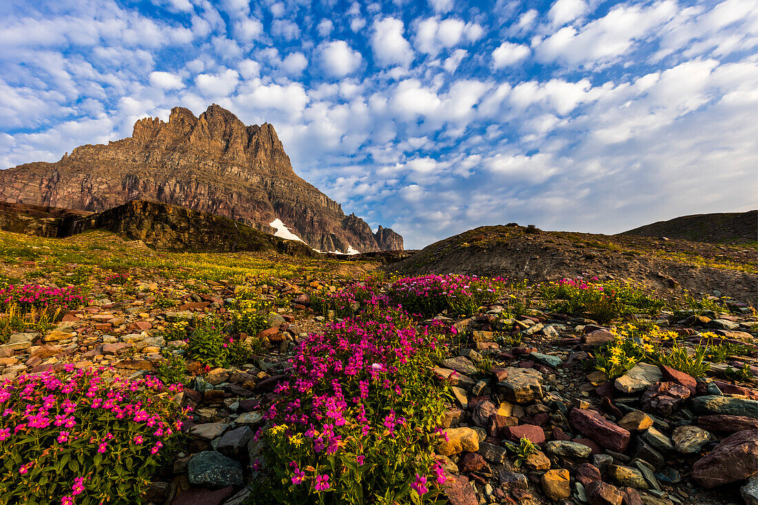 Alpine wildflowers in the Hanging Gardens of Logan Pass in Glacier National Park, Montana, USA ()