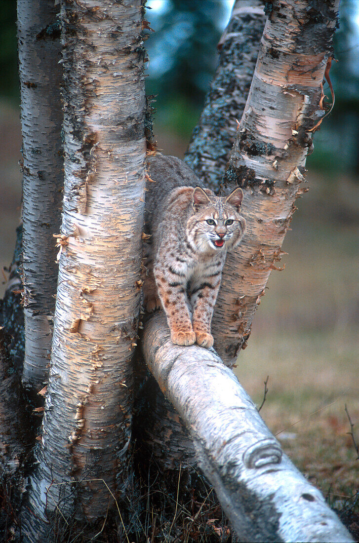 Rotluchs (Lynx rufus) auf einem gefallenen Birkenglied