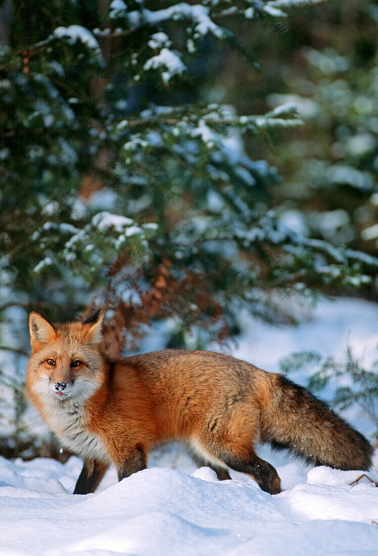 Red fox (Vulpes Vulpes) walking in snow in winter, Montana (Captive)