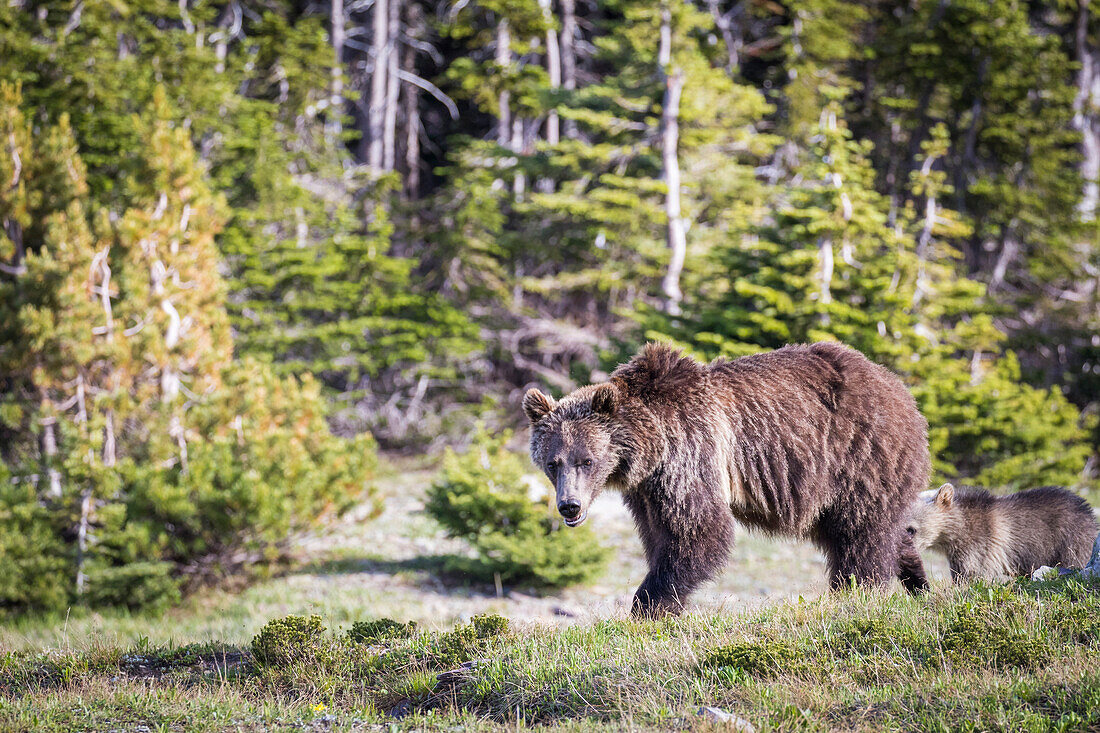 Grizzlybär, Mutter, Jungtier, Montana
