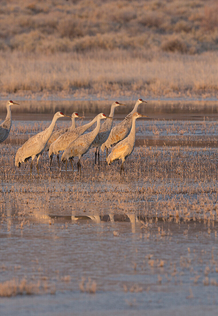Sandhill cranes preparing to take flight at sunrise, Bosque del Apache National Wildlife Refuge, New Mexico