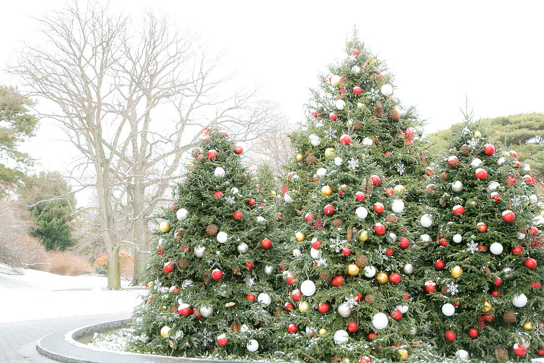 New York City, New York, USA. Christmas trees in the Botanical Garden.