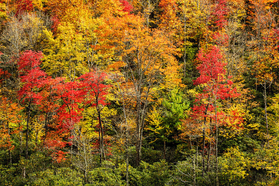USA, North Carolina, Blue Ridge Parkway. Autumn color at Sims Pond