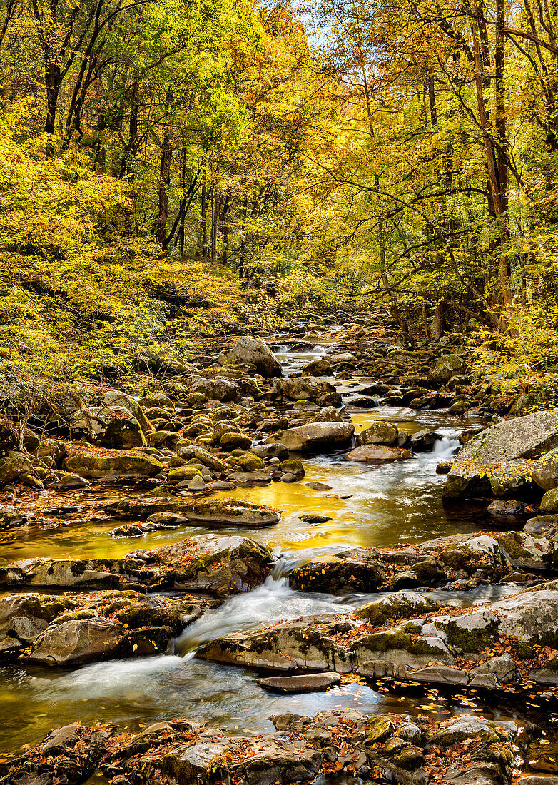 USA, North Carolina, Great Smoky Mountains National Park. Big Creek