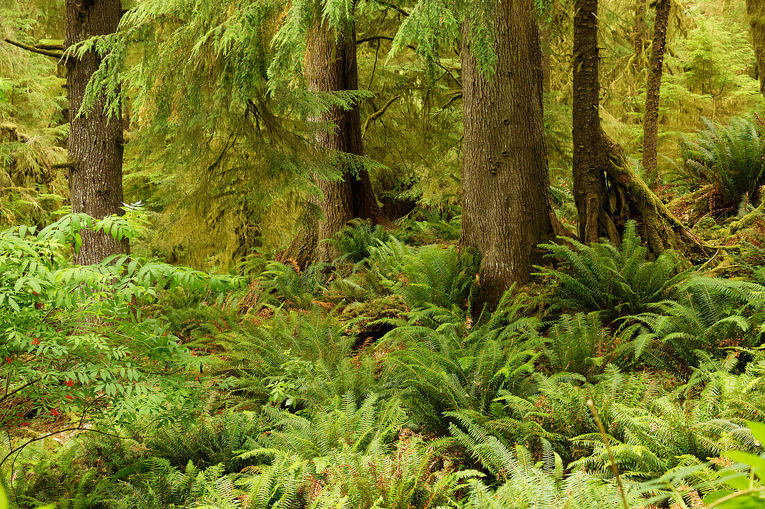 Üppiger Wald und Farne, Ecola State Park, Oregon