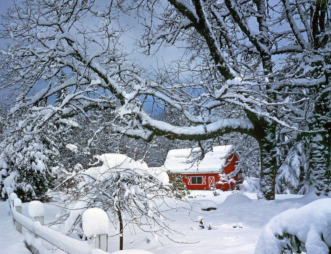 USA, Oregon, Clackamas County. Fresh snow covers landscape and red barn