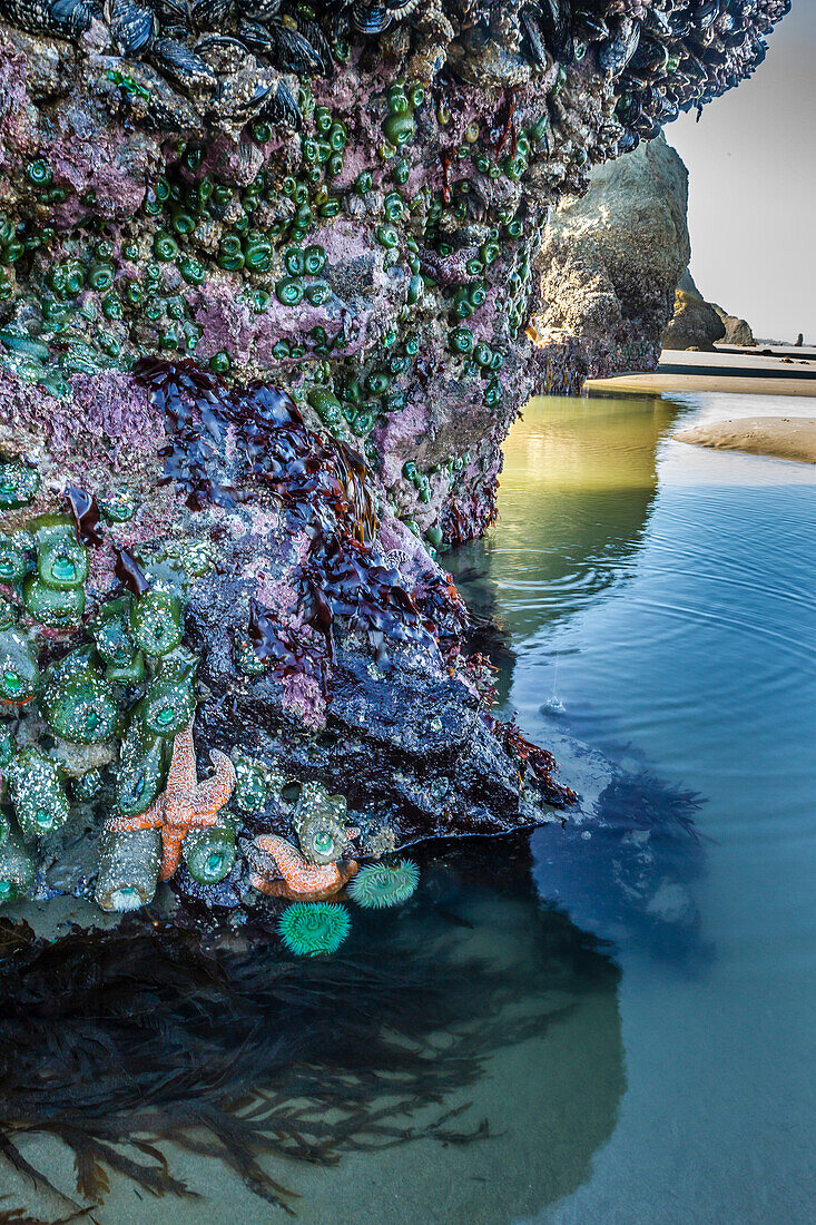 USA, Oregon, Bandon-Strand. Anemonen und Seesterne bei Ebbe ausgesetzt