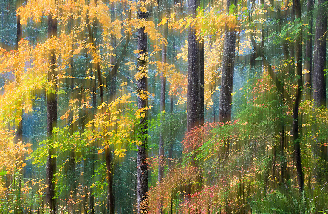 Vine Maple and Big Leaf Maple in Autumn colors Silver Falls State Park, Oregon