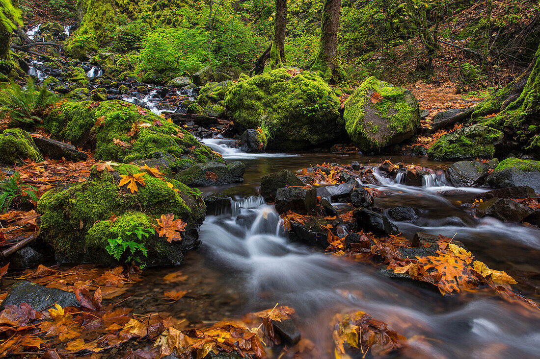 Herbstfarbe entlang Starvation Creek Falls in der Columbia Gorge National Scenic Area, Oregon, USA
