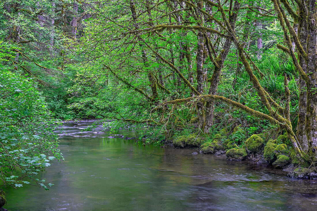 USA, Oregon. Silver Falls State Park, Frühlingsflora, hauptsächlich Ahorn und Roterle, entlang des North Fork Silver Creek.