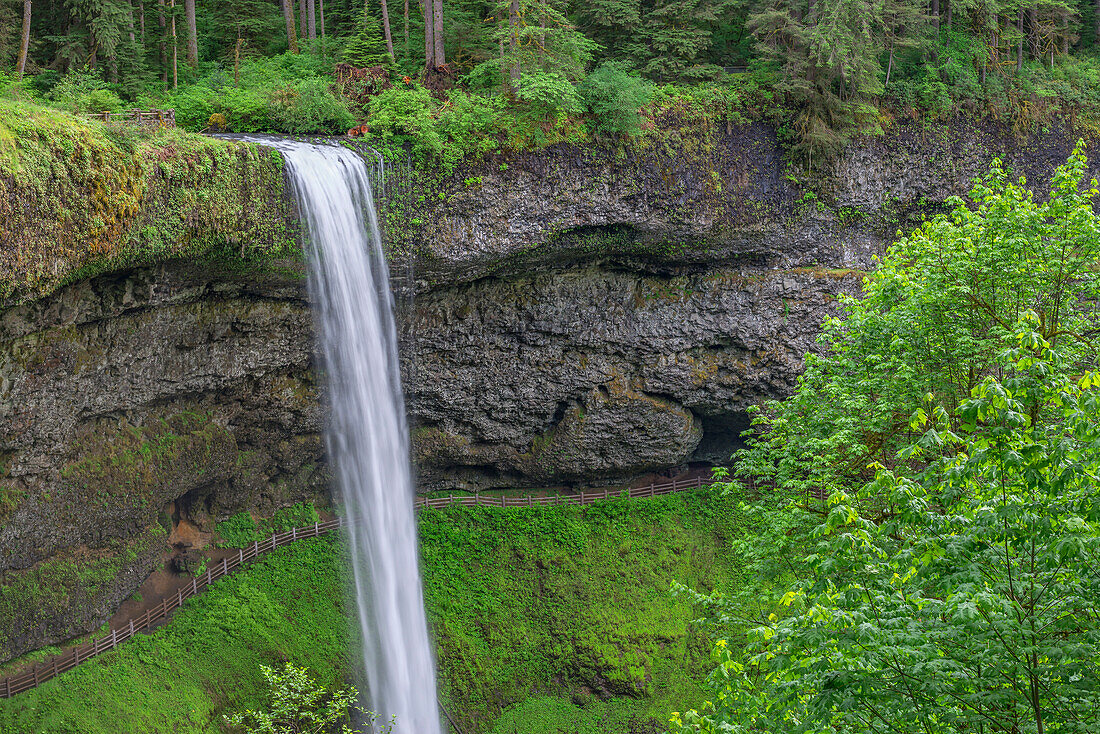 USA, Oregon. Silver Falls State Park, spring flow of South Fork Silver Creek plunges 177 feet at South Falls.