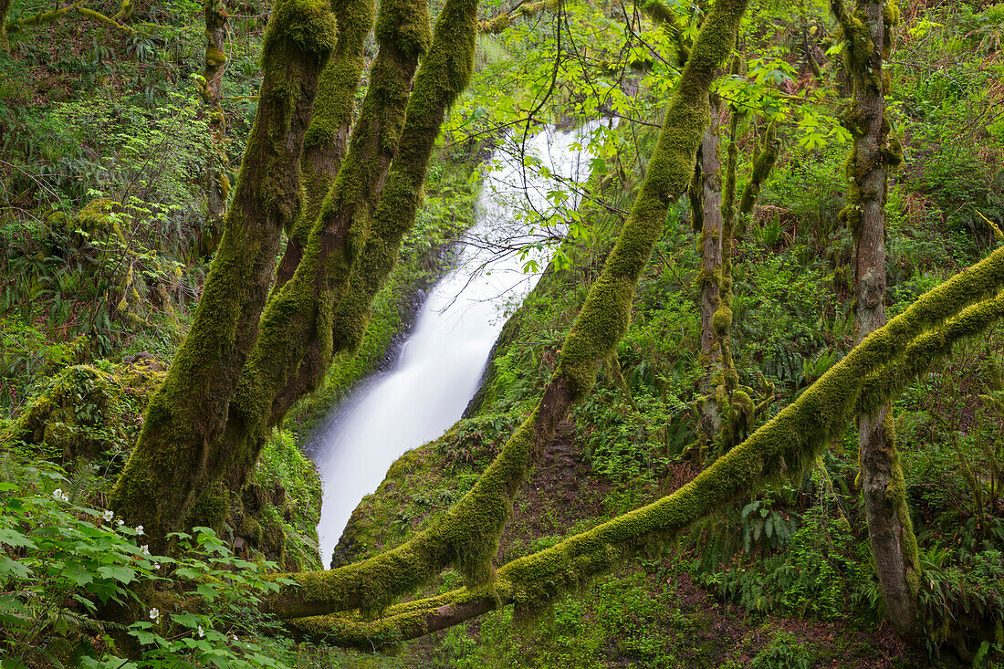 Oregon, Columbia River Gorge National Scenic Area, Bridal Veil Falls