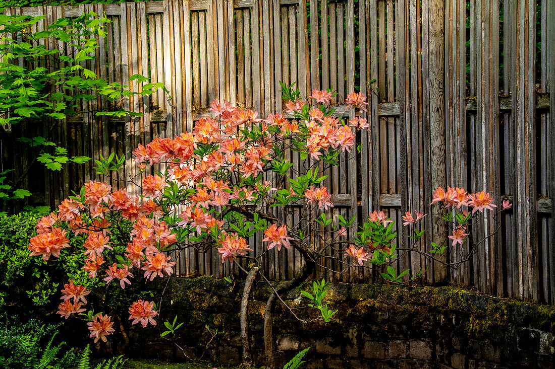 Rhododendron, Portland Japanese Garden.