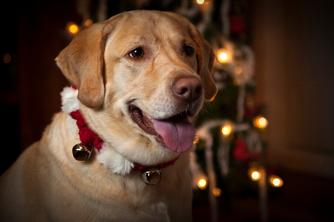 USA, Oregon, Keiser. Labrador Retriever in ihrem Weihnachtsoutfit