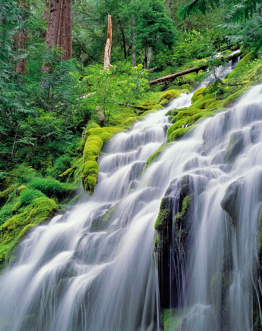 USA, Oregon, Proxy Falls. Proxy Falls rushes through the lush, rhododendron-filled forest of the Oregon Cascades.