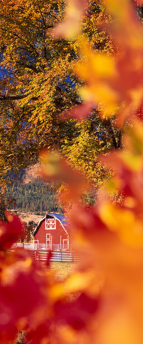 Autumn colors and barn in eastern Oregon.