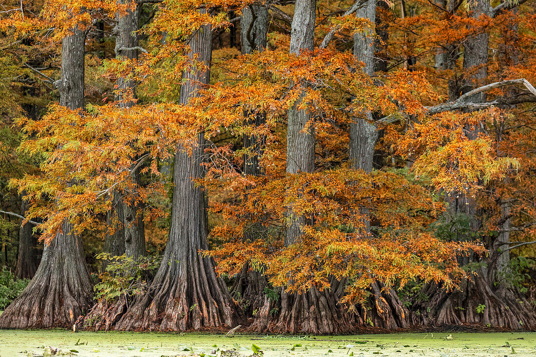 Herbstansicht der kahlen Zypressen, Reelfoot Lake State Park, Tennessee.