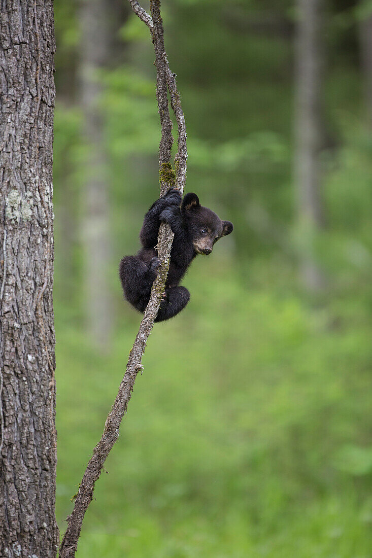 USA, Tennessee. Black bear cub playing on tree limb