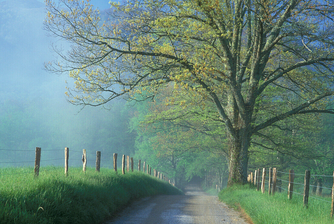 NA, USA, Tennessee, Cades Cove, Great Smoky Mountains NP, Nebel, Straße und Eiche