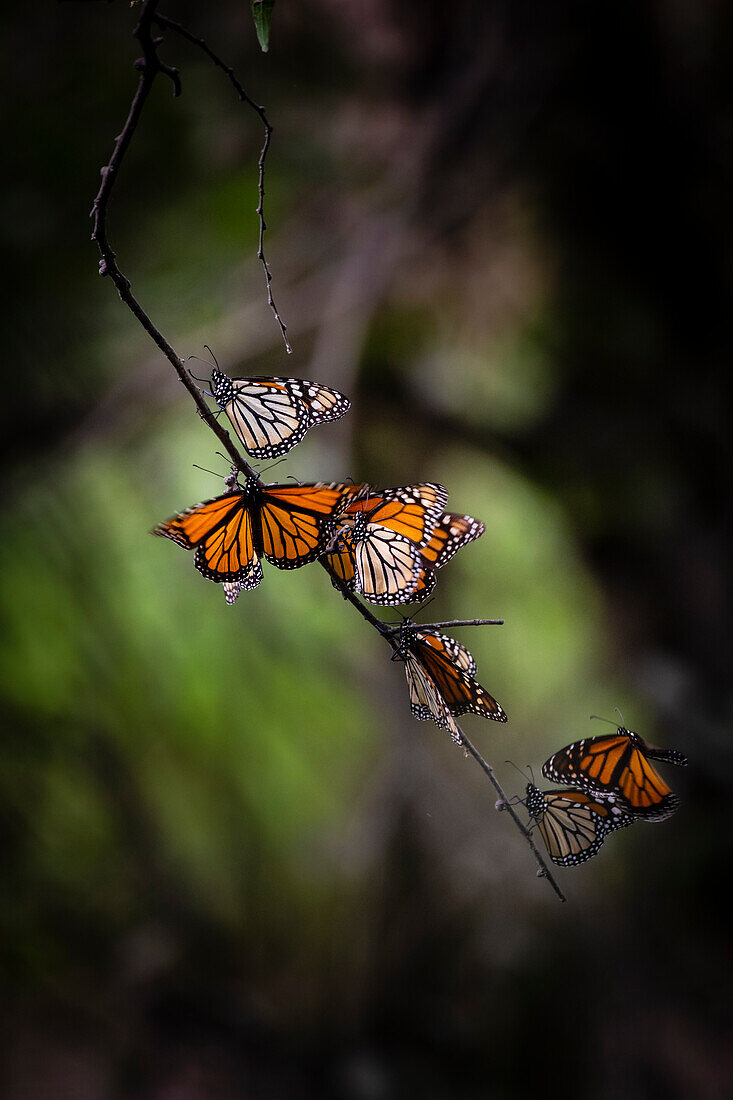 Monarch (Danaus Plexippus) roosting.