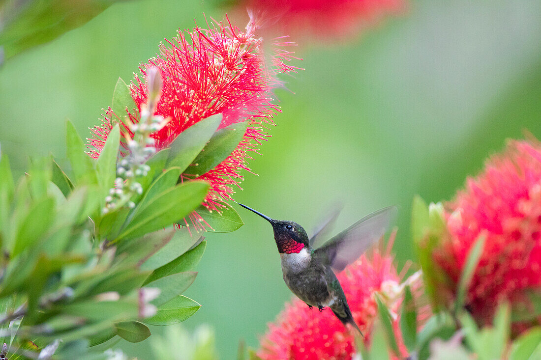 Ruby-throated hummingbird (Archilochus colubris) male feeding.