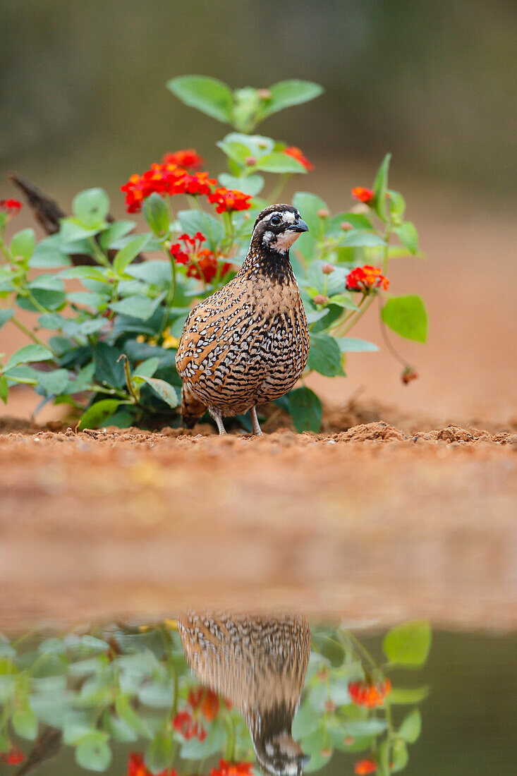 Northern bobwhite (Colinus virginianus) foraging.