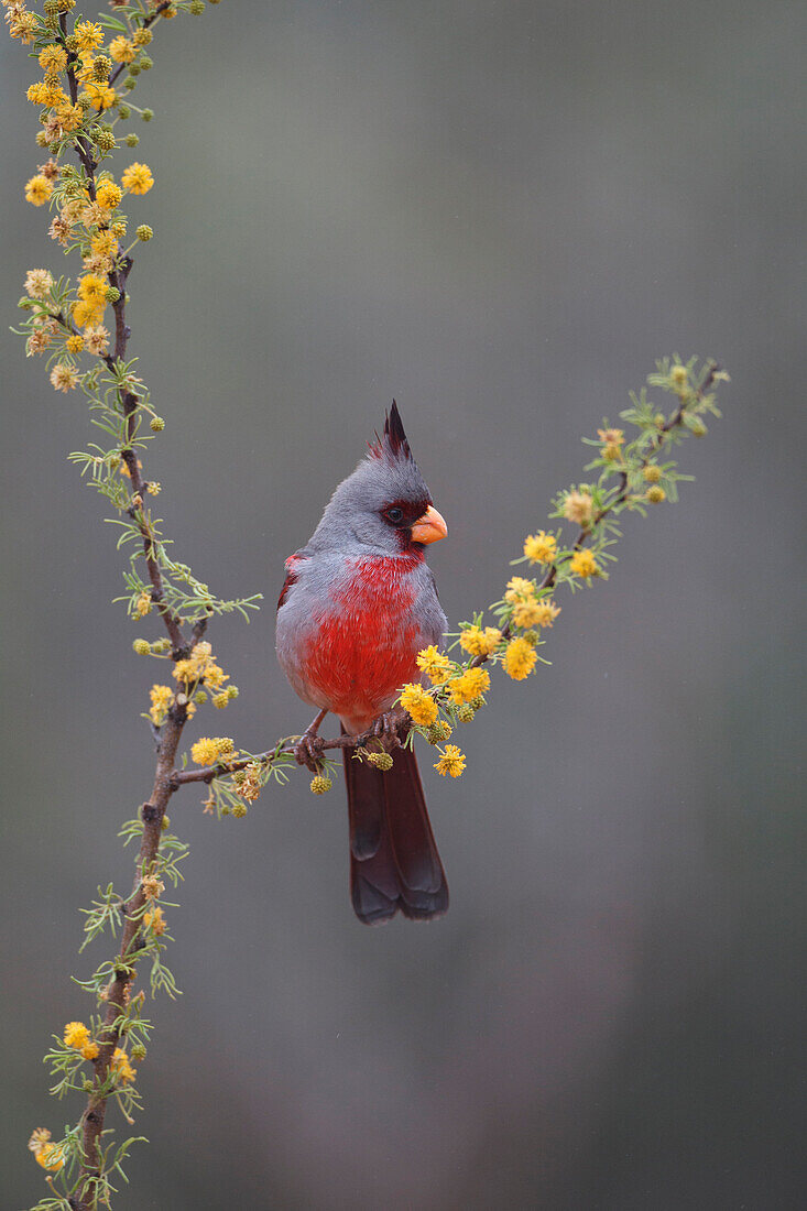 Pyrrhuloxia (Cardinalis Sinuatus) thront im blühenden Huisachillo-Busch.