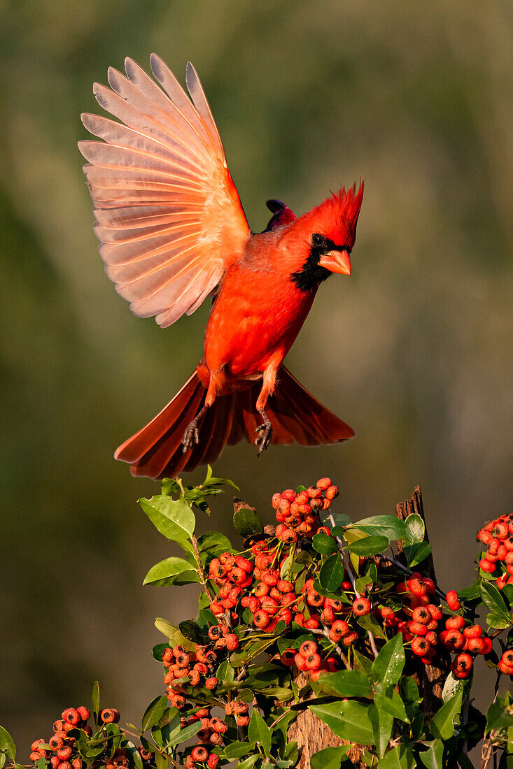 Nördlicher Kardinal (Cardinalis Cardinalis) landet bei Pyrocantha-Busch