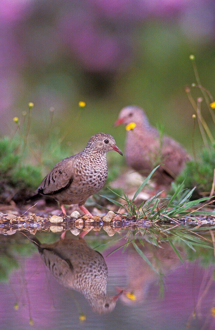 Common Ground-Dove, Columbina passerina,pair with Texas Sage in Background, Lake Corpus Christi, Texas, USA,