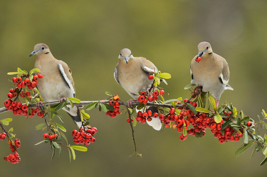 Weißflügeltaube (Zenaida asiatica), Erwachsene thront auf Feuerdorn (Pyracantha Coccinea), mit Beeren, Hill Country, Texas, USA