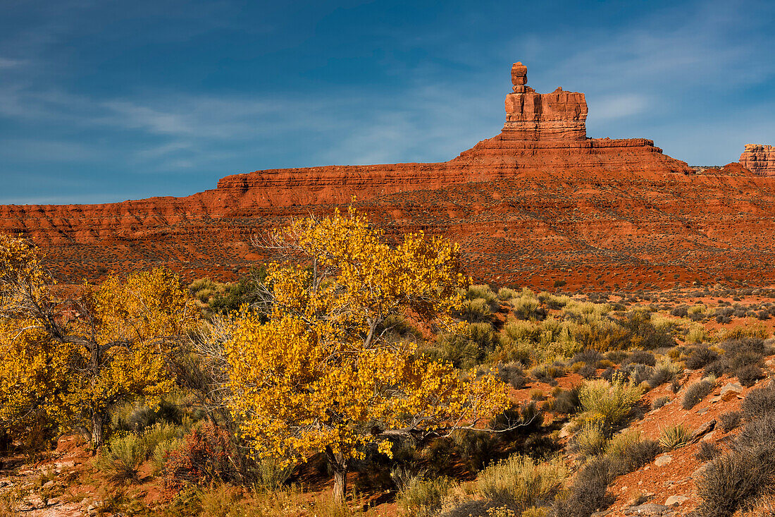 Cottonwood tree in fall color and monuments, Valley of the Gods, Utah