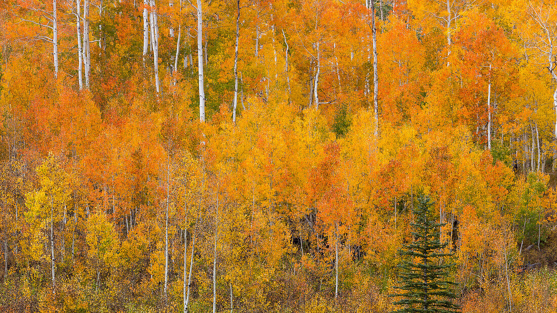 USA, Utah, Manti-La Sal National Forest. Herbstliche Waldlandschaft