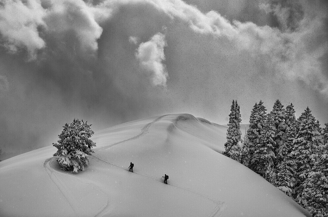 Backcountry Ski Climbers in fresh powder, view near Beartrap-Desolation Ridge, Big Cottonwood Canyon, Uinta Wasatch Cache National Forest, near Salt Lake City, Utah.