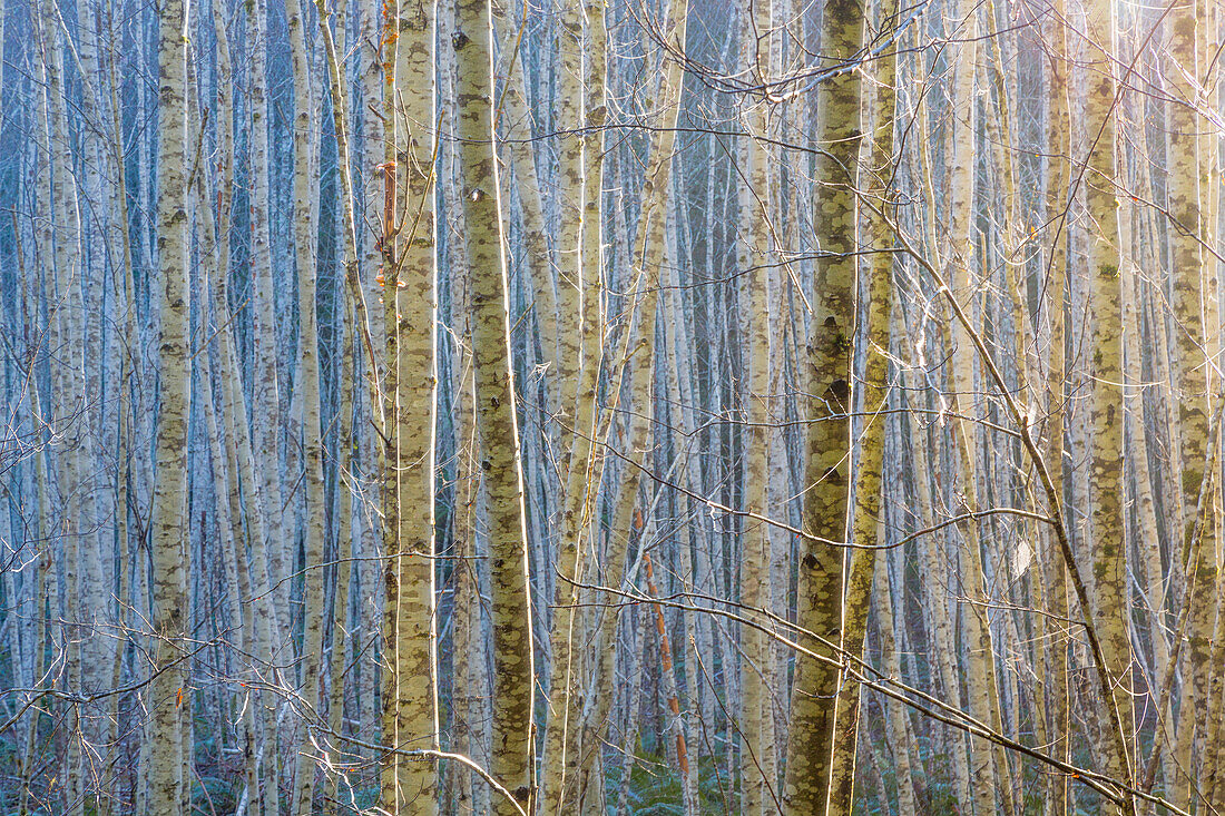 USA, Washington State, Seabeck. Young stand of alder trees in winter