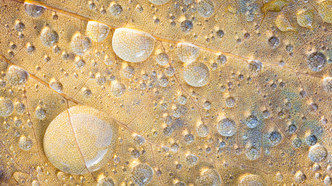 USA, Staat Washington, Seabeck. Regentropfen auf gefallenem Tulpenpappelblatt