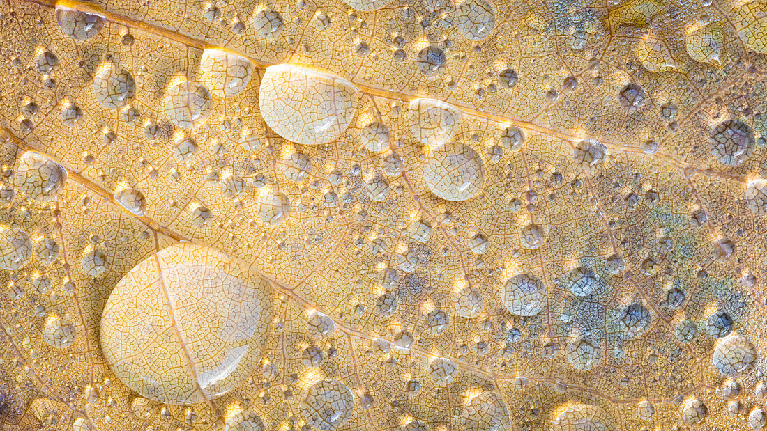 USA, Washington State, Seabeck. Raindrops on fallen tulip poplar leaf