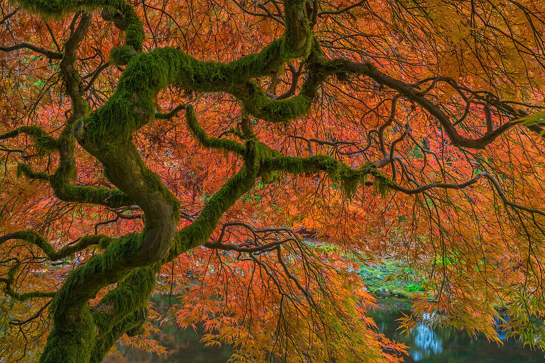 USA, Washington State, Bainbridge Island. Japanese maple tree in fall