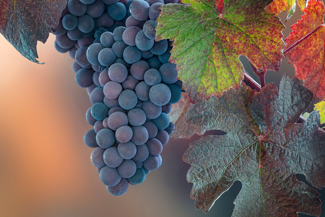 USA, Washington State, Seabeck. Close-up of grapes on vine