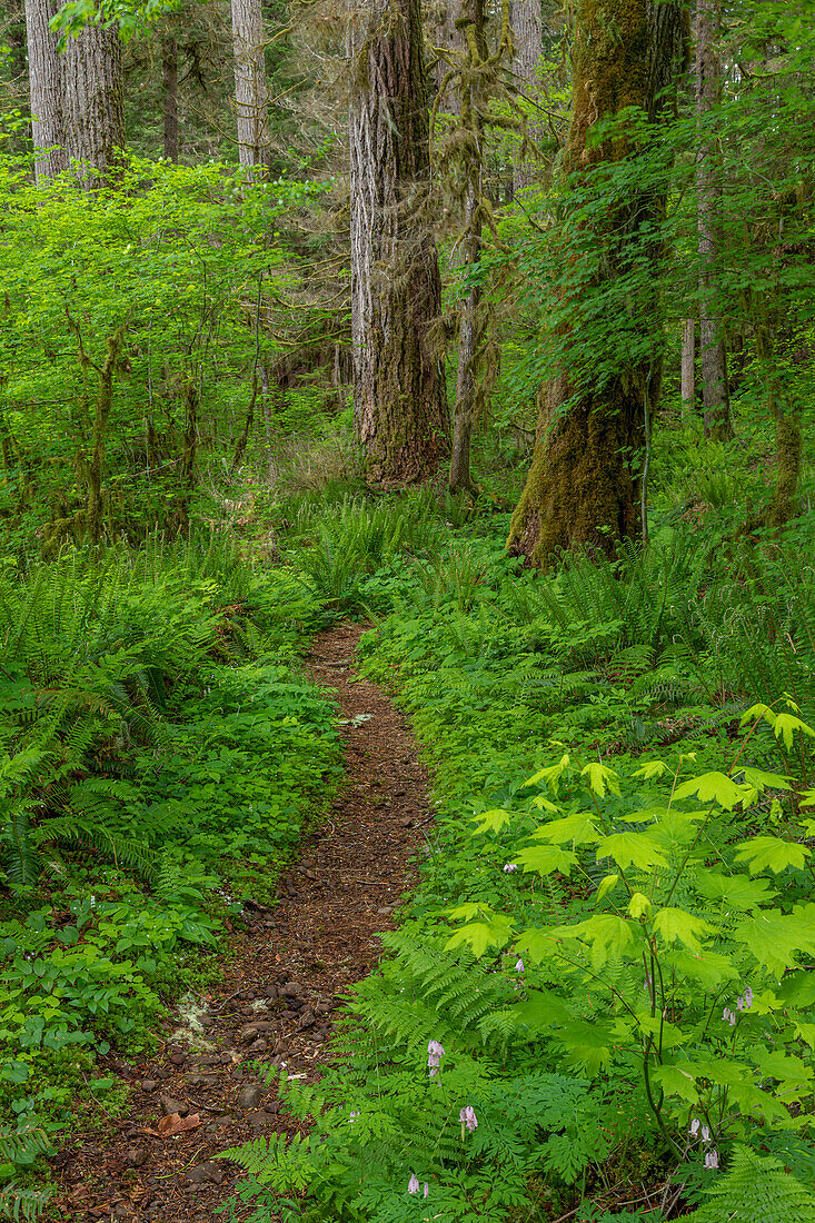 USA, Staat Washington, Olympic National Forest. South Fork Skokomish River Trail