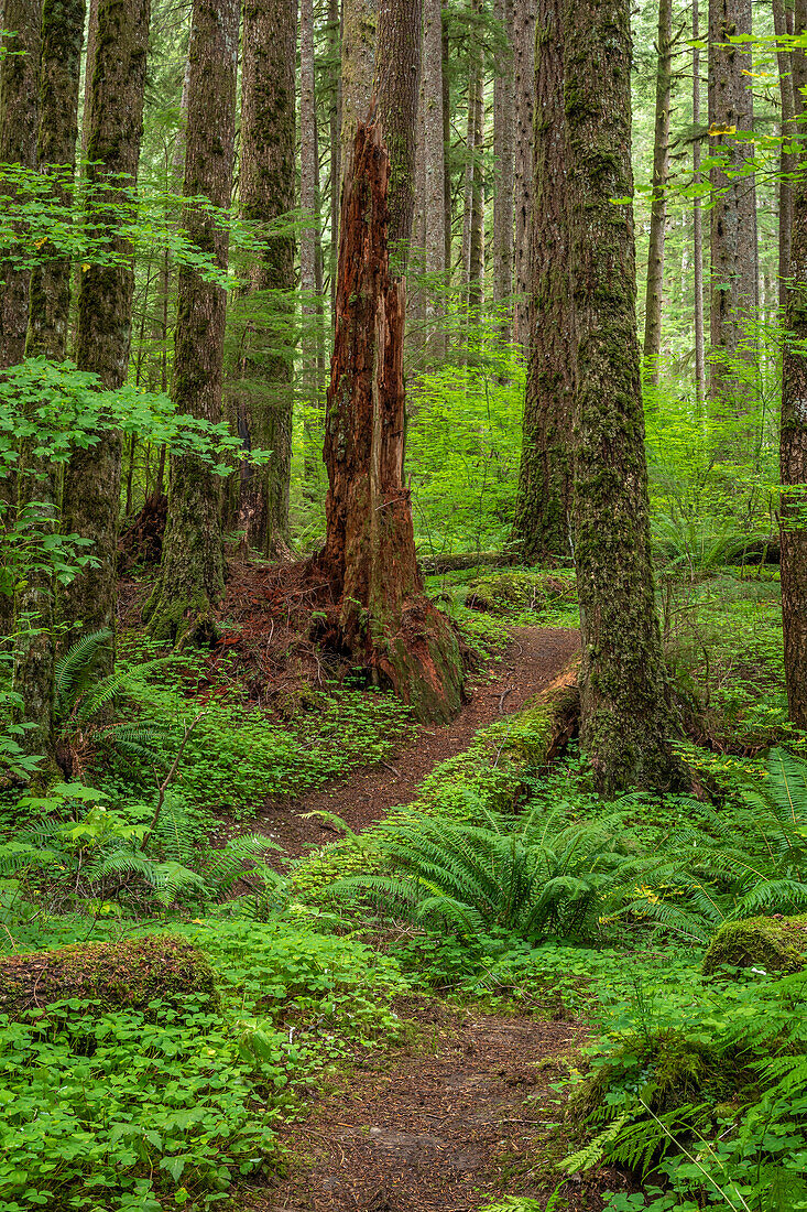 USA, Washington State, Olympic National Forest. Trail in forest