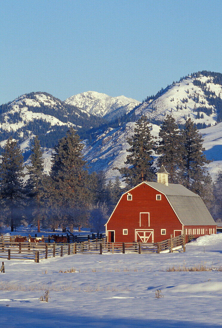 NA, USA, Washington, Methow Valley, near Winthrop, Red barns in winter