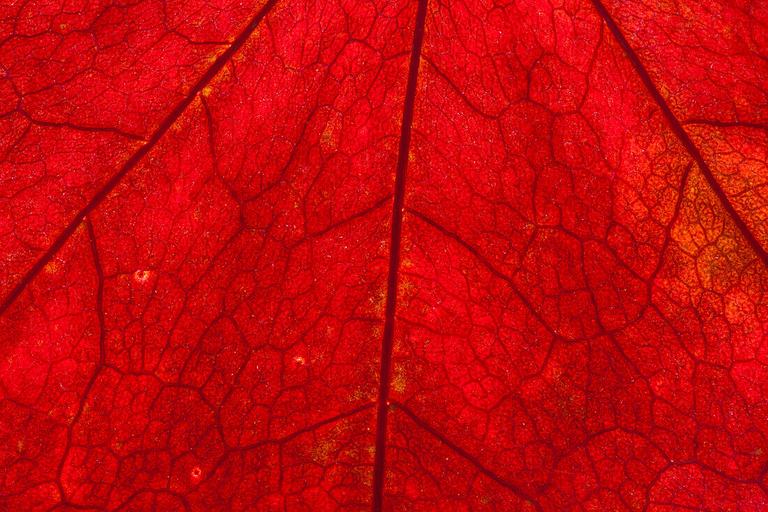 Backlighting displaying veins on Autumns red leaf