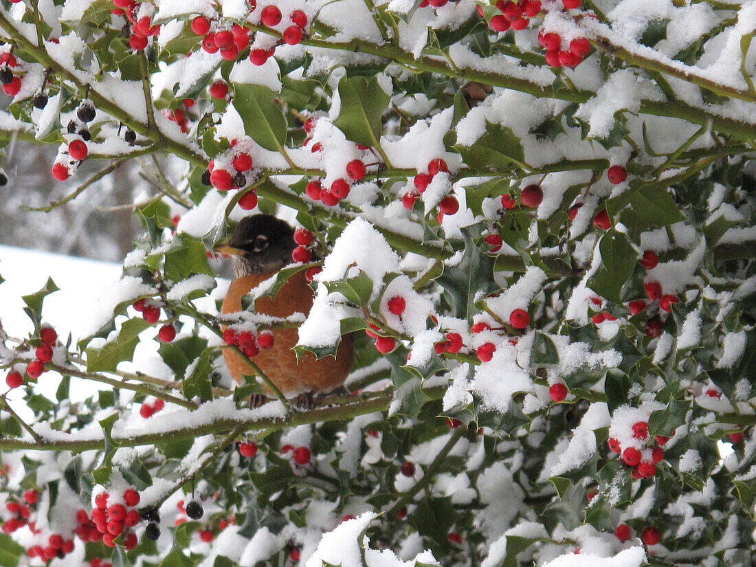 robin sheltering in a holly tree after a snow storm, Mercer Island, WA