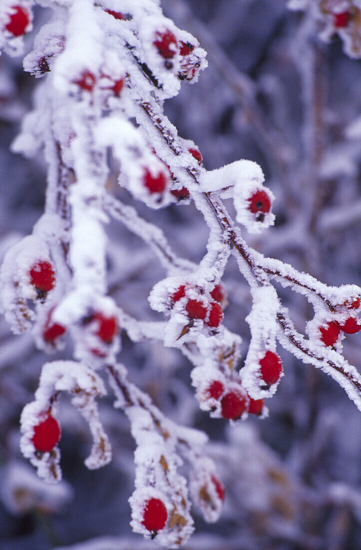 N.A., USA, Washington, Whitman County.  Snow and frost covered rosehips.